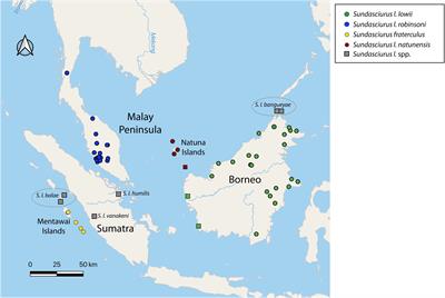 Ancient Divergence Driven by Geographic Isolation and Ecological Adaptation in Forest Dependent Sundaland Tree Squirrels